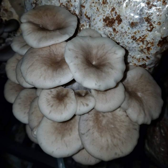 Tarragon Oyster Mushroom (Pleurotus eunosmus)