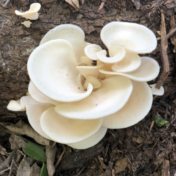 Oyster Mushroom, Pearl (Pleurotus ostreatus)