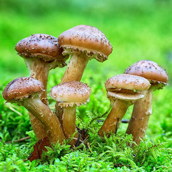 Honey Mushroom (Armillaria mellea)
Growing out of green moss
