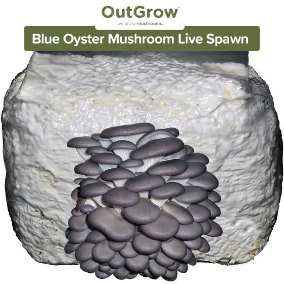 Blue Oyster Mushroom (Pleurotus ostreatus) Live Spawn