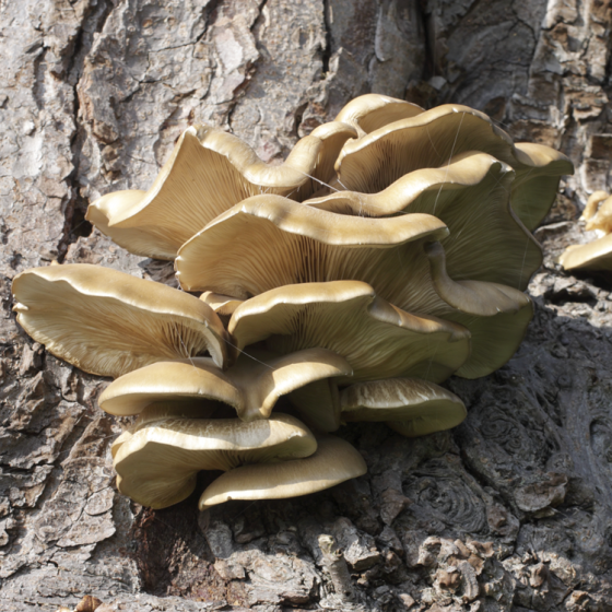 Oyster Mushroom, Brown (Pleurotus ostreatus)