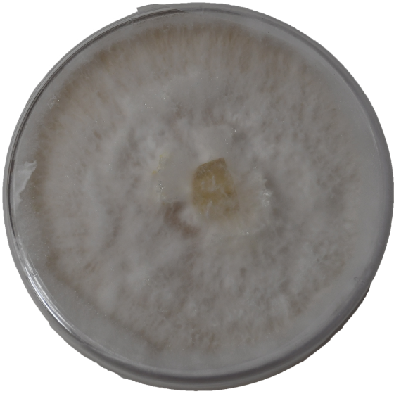 Colonized Agar Plate - Pearl Oyster Mushroom (Pleurotus ostreatus)