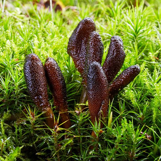 Cordyceps ophioglossoides
Growing in some moss