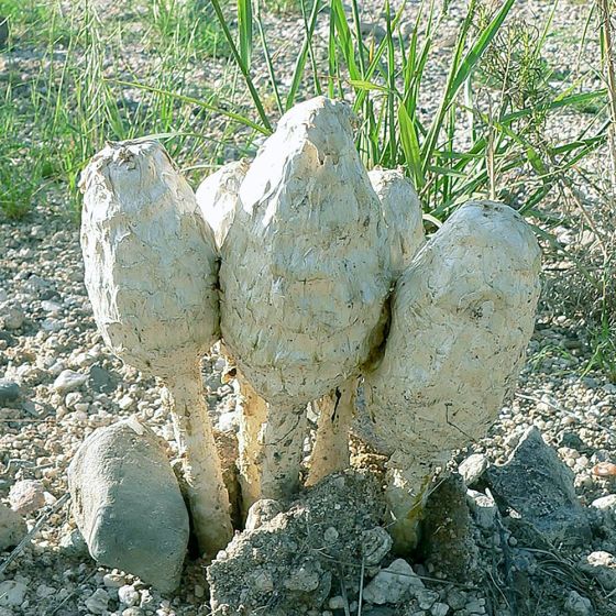 Desert Shaggy Mane (Podaxi pistillaris)
Growing out of sandy and rocky soil