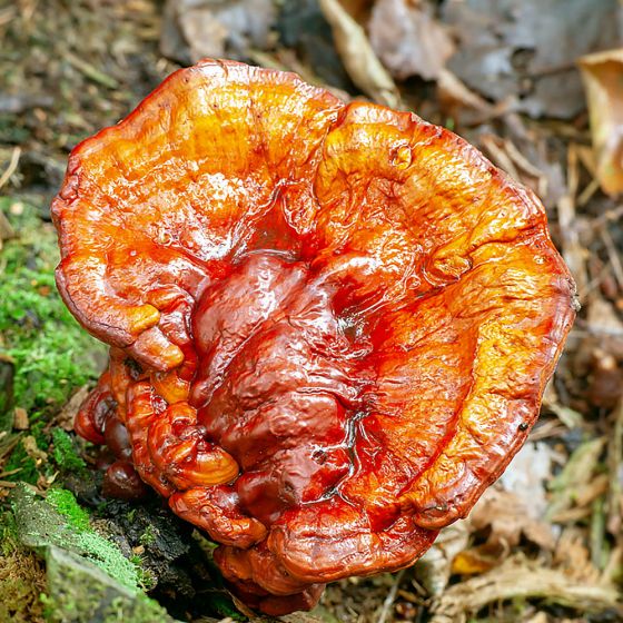 Lingzhi Mushroom (Ganoderma multipileum)