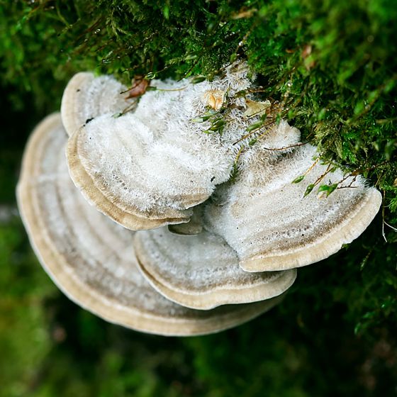 Gilled Polypore (Lenzites betulina)
Growing from green moss