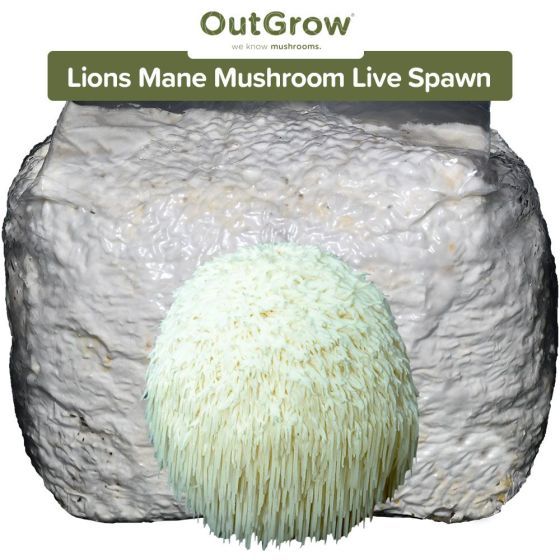 Lions Mane (Hericium erinaceous) Live Spawn
