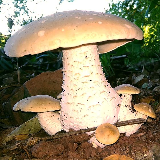 Macrocybe titans Mushroom