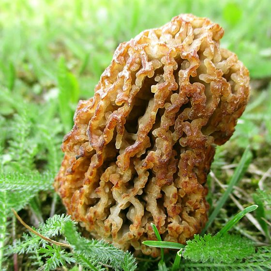 Morchella steppicola mushroom
growing out of green moss