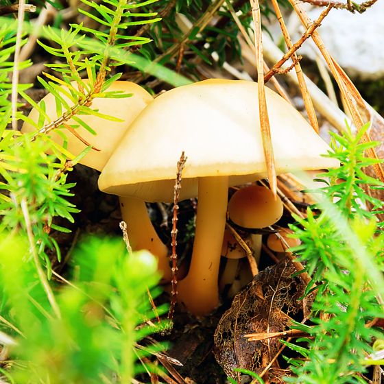 Garlic Scented Mushroom (Mycetinis scorodonius)