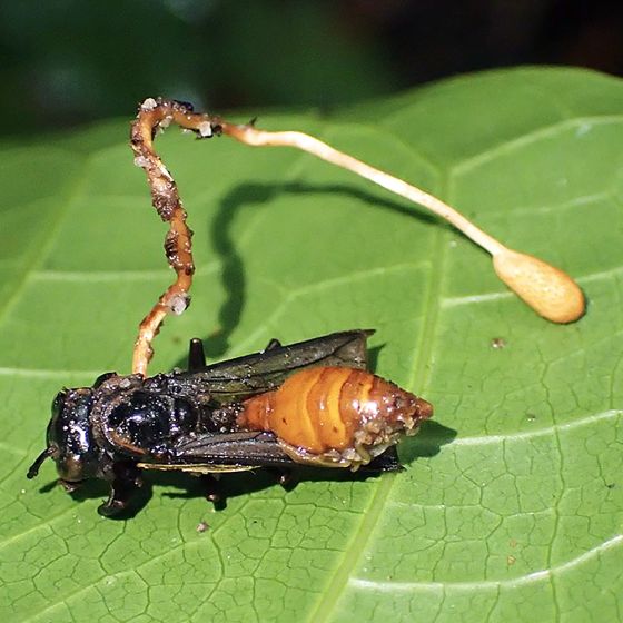 Ophiocordyceps sphenocephala Mushroom
Growing off of a wasp
Laying on a green leaf
