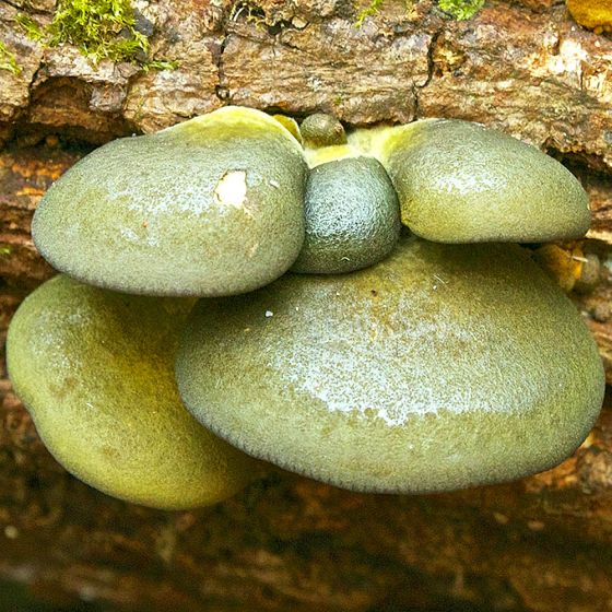 Olive Oysterling (Panellus serotinus)
growing from a log
