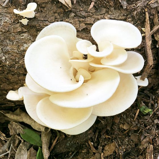 Pearl Oyster Mushroom (Pleurotus ostreatus)