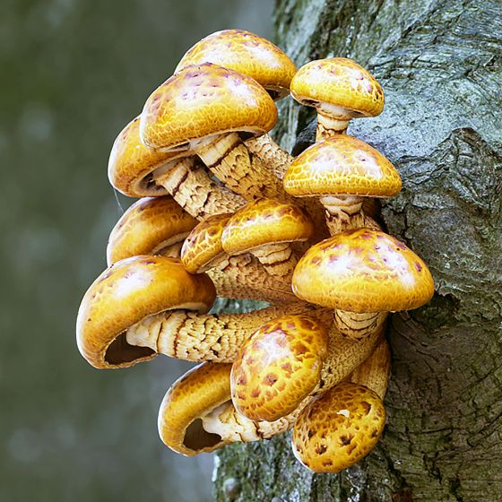 Chestnut Mushroom (Pholiota adiposa)