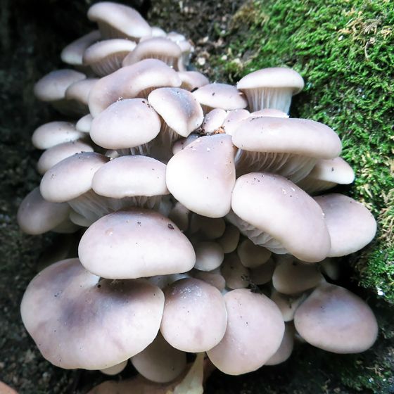 Branched Oyster Mushroom (Pleurotus cornucopiae)