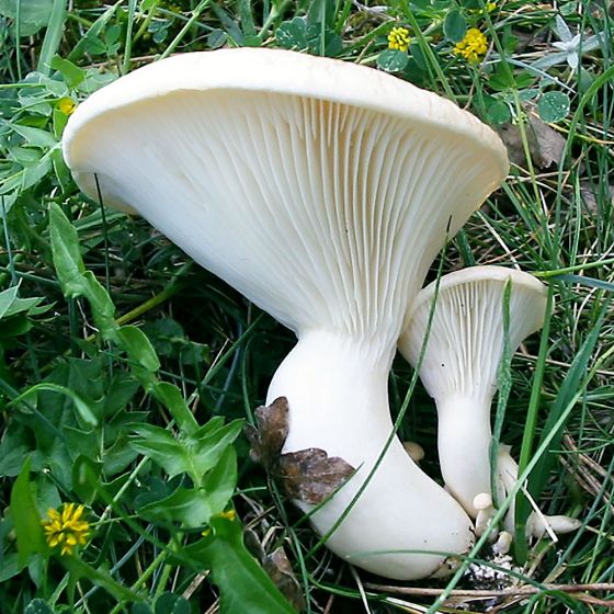 Ferulae Mushroom (Pleurotus ferulae)
Growing in a grassy area