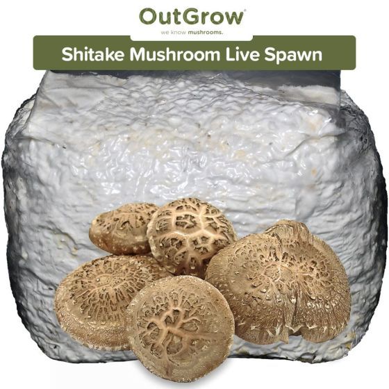 Shiitake Mushroom (Lentinula edodes) Live Spawn