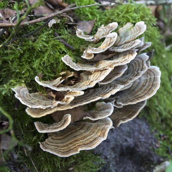 Turkey Tail Mushrooms (Trametes versicolor) growing on a log