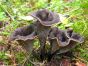 Black Trumpet Mushroom (Craterellus cornucopioides) (Out-Grow® OGBTM100™)