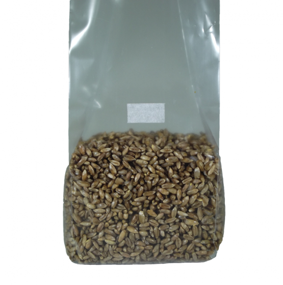 5 pounds rye berries whole grain seed mushroom substrate