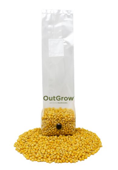 Popcorn Mushroom Substrate Bag
