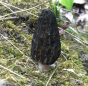 Black Morel (Morchella angusticeps)