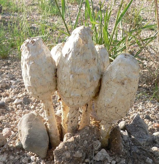 Desert Shaggy Mane (Podaxi pistillaris)