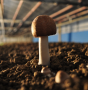 ABM Mushroom (Agaricus Blazei-murrill)