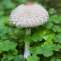Parasol Mushroom (Amerilepiota procera)