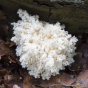 Coral Tooth (Hericium coralloides)