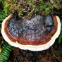 Red-Banded Polypore (Fomitopsis pinicola)