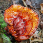 Lingzhi Mushroom (Ganoderma multipileum)