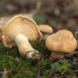 Hedgehog Mushroom (Hydnum repandum) (Out-Grow® OGHMHR100 ™)