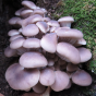 Popcorn Mushroom (Pleurotus cornucopiae)