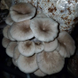 Tarragon Oyster Mushroom (Pleurotus eunosmus)