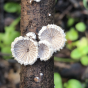 Splitgill Mushroom (Schizophyllum commune)