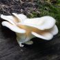 Abalone Mushroom (Pleurotus cystidiosus)