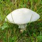 Horse Mushroom (Agaricus arvensis)
Growing from a grassy area