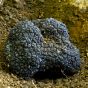 Black Truffle (Tuber melanosporum)
