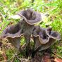 Black Trumpet Mushroom (Craterellus cornucopioides)