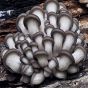  Brat Oyster Mushroom (Pleurotus ostreatus)
