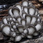 Oyster Mushroom, Brat (Pleurotus ostreatus)