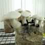 Milky Mushroom (Calocybe Indica)
growing on mushroom substrate