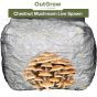 Chestnut Mushroom (Pholiota adiposa) Live Spawn
