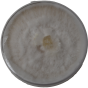 Colonized Agar Plate - Flordia Oyster Mushroom (Pleurotus ostreatus)