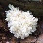 Coral Tooth (Hericium coralloides)
Growing on a Log