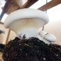 Funcia di basiliscu (Pleurotus nebrodensis)
Growing out of mushroom substrate