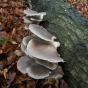 Oyster Mushroom, Grey Dove (Pleurotus ostreatus)