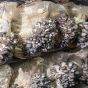 Grey Oyster Mushroom (Pleurotus ostreatus)
growing out of mushroom substrate bags
