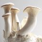 King Oyster Mushroom (Pleurotus eryngii)
growing on mushroom substrate